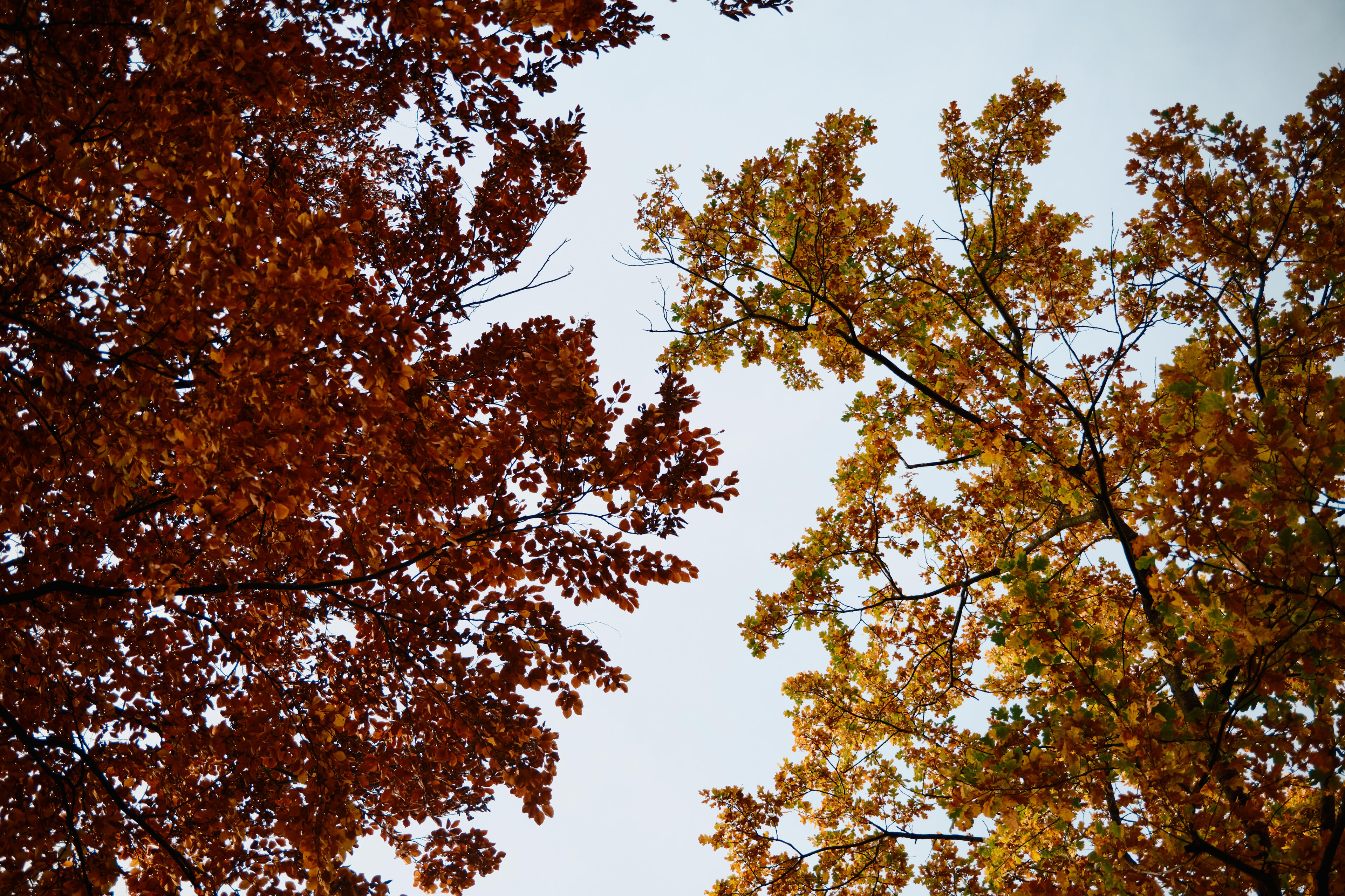 Autumn Tree Canopy Framing Open Sky, Fall Foliage Background autumn, fall, leaves, park, city park, golden leaves,